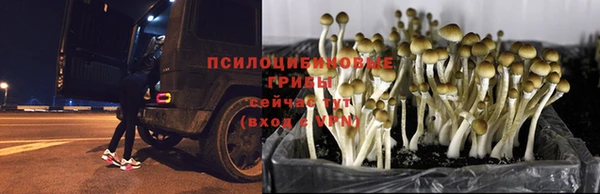 стаф Елизово